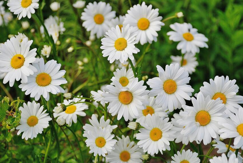 Diarrea - Fiori di Bach Italia