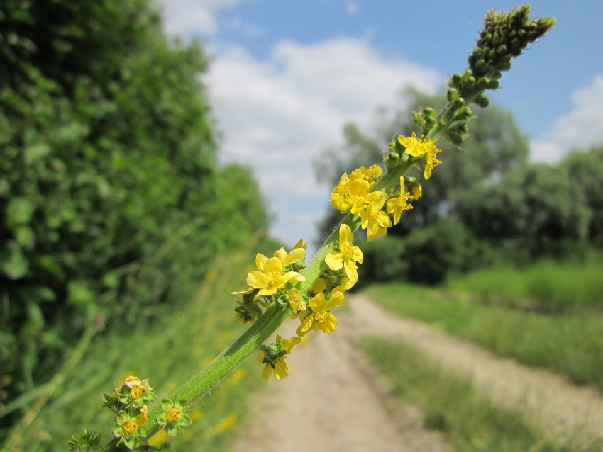 Agrimony - Fiori di Bach Italia