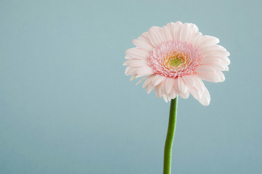 Testimonianza di Antonella Z. - Fiori di Bach Italia