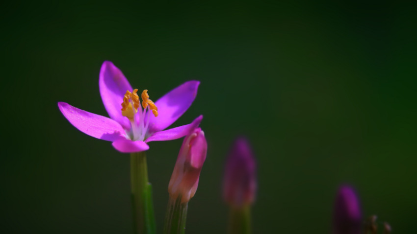 Centaury - Fiori di Bach Italia