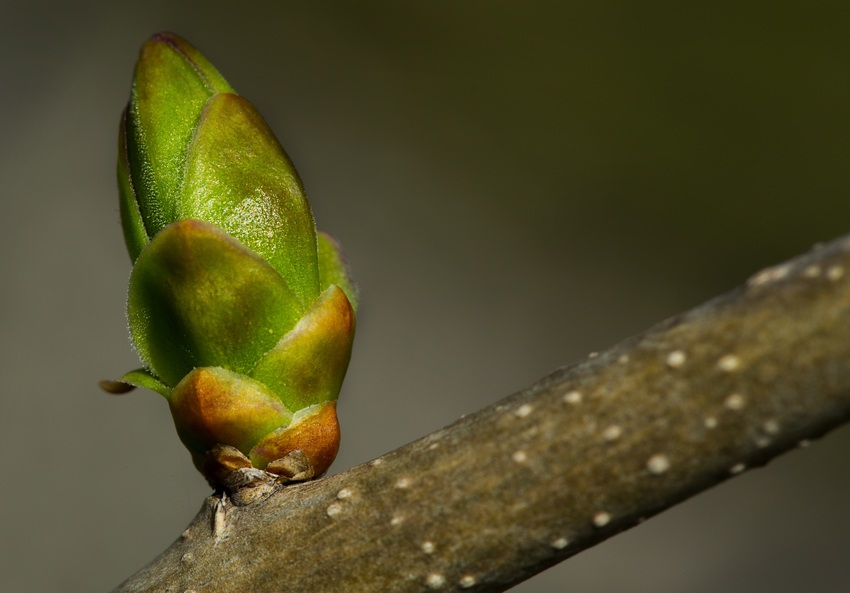 Chestnut Bud - Fiori di Bach Italia