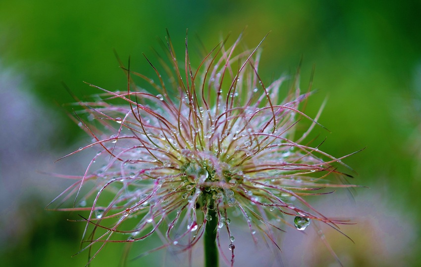 Clematis - Fiori di Bach Italia
