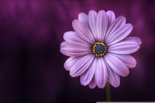 Testimonianza di Elisa C. - Fiori di Bach Italia