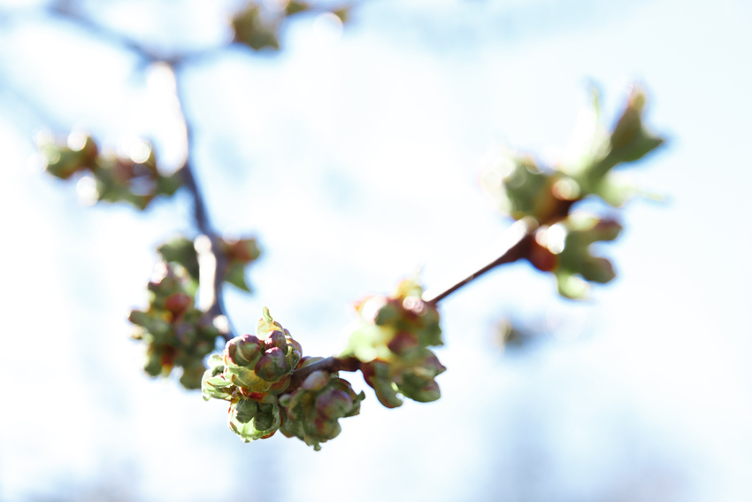 Elm - Fiori di Bach Italia