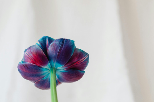 Testimonianza Fabiana M. - Fiori di Bach Italia