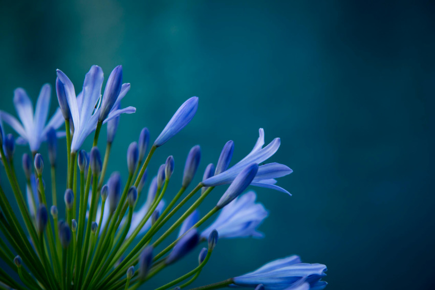 Testimonianza di Francesco B. - Fiori di Bach Italia