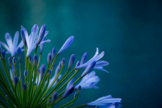 Testimonianza di Francesco B. - Fiori di Bach Italia