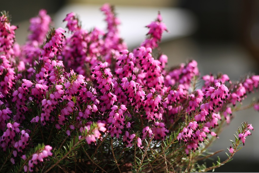 Heather - Fiori di Bach Italia