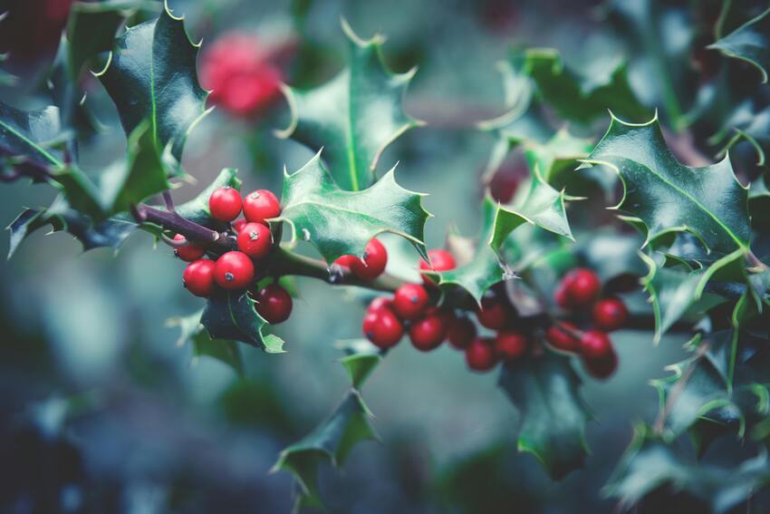 Holly - Fiori di Bach Italia