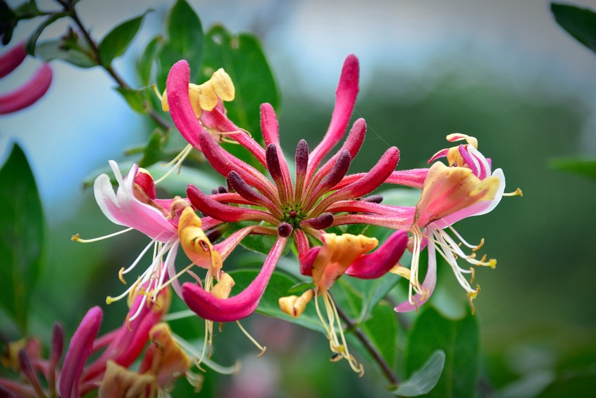 N.16 Honeysuckle Fiori di Bach