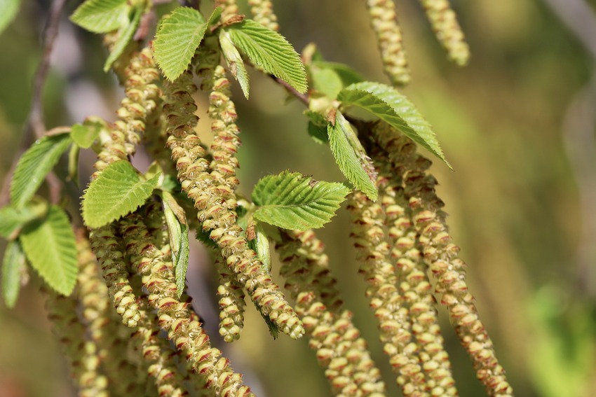Hornbeam - Fiori di Bach Italia