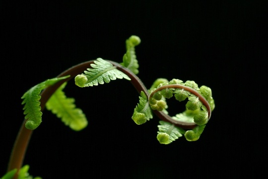 Testimonianza dell’Ingegner Marco D. - Fiori di Bach Italia