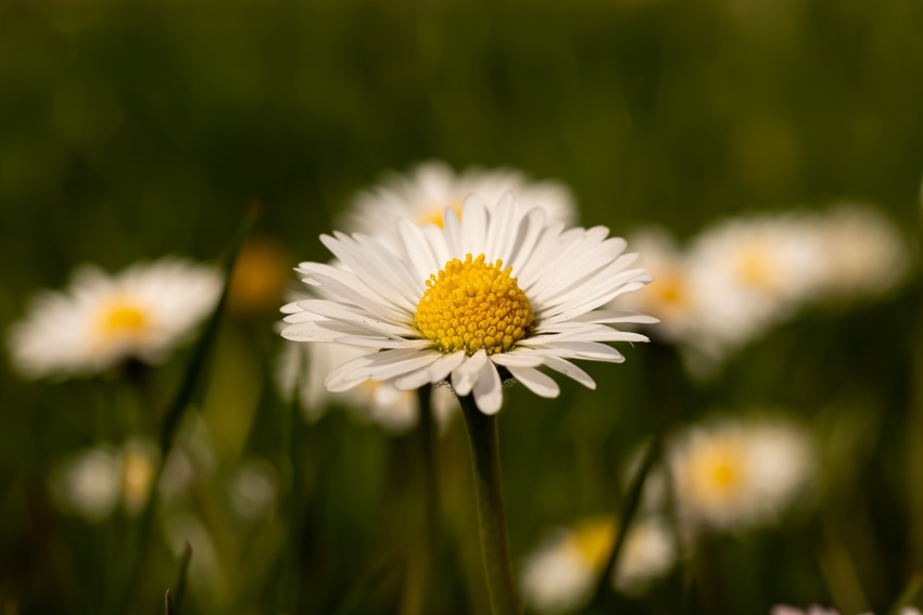 Testimonianza di Lara L. - Fiori di Bach Italia