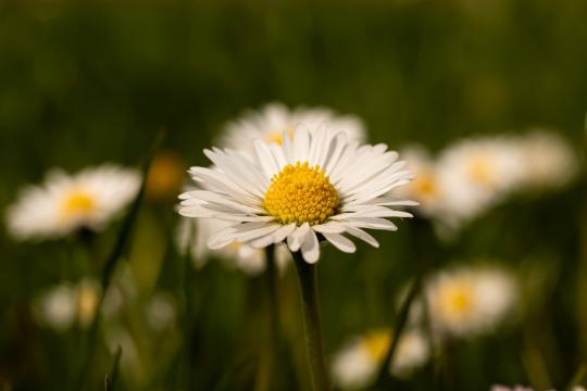 Testimonianza di Lara L. - Fiori di Bach Italia