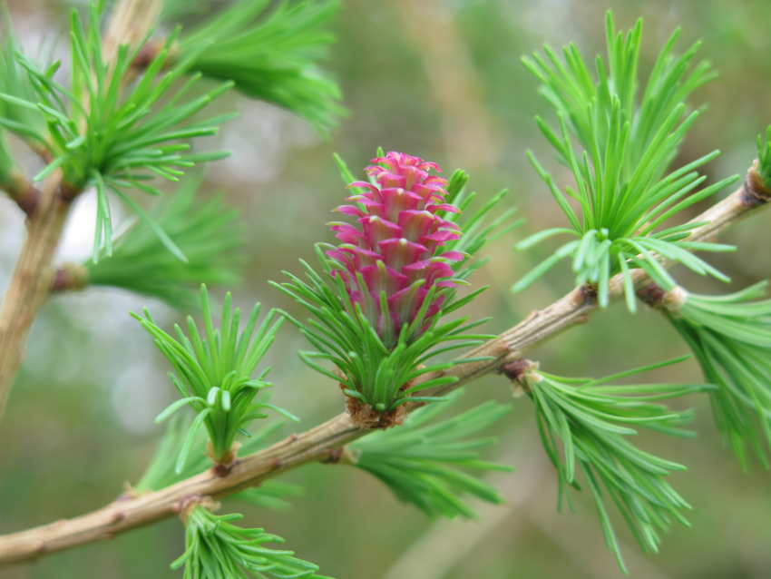 Larch - Fiori di Bach Italia