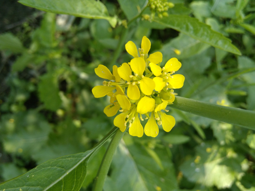 Mustard - Fiori di Bach Italia