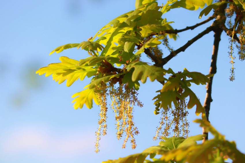 Oak - Fiori di Bach Italia