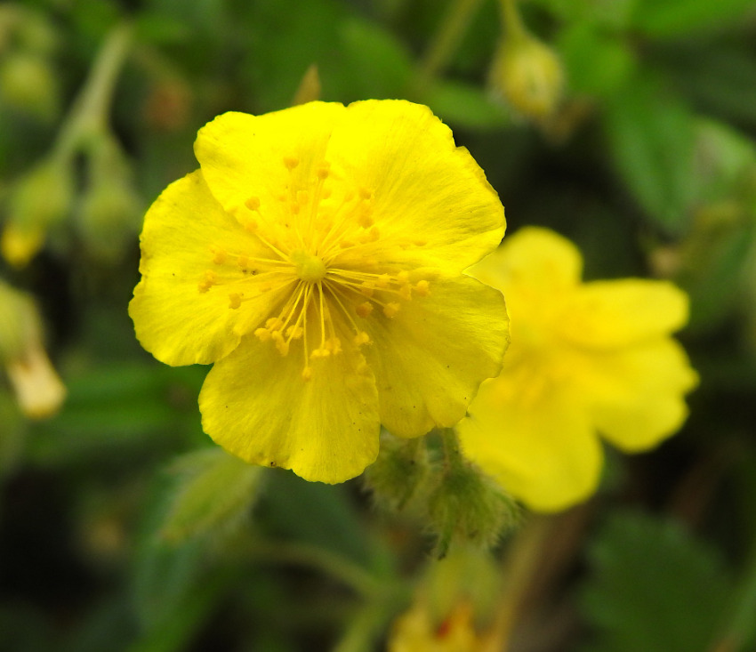Rock Rose - Fiori di Bach Italia
