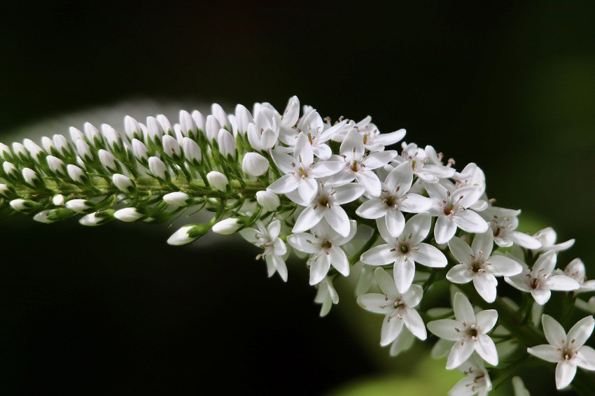 Testimonianza di Sara S. - Fiori di Bach Italia