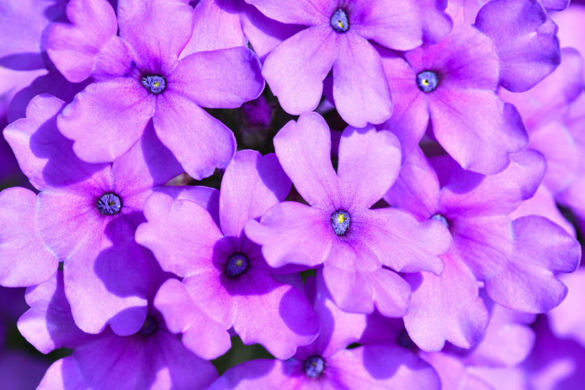 Vervain - Fiori di Bach Italia