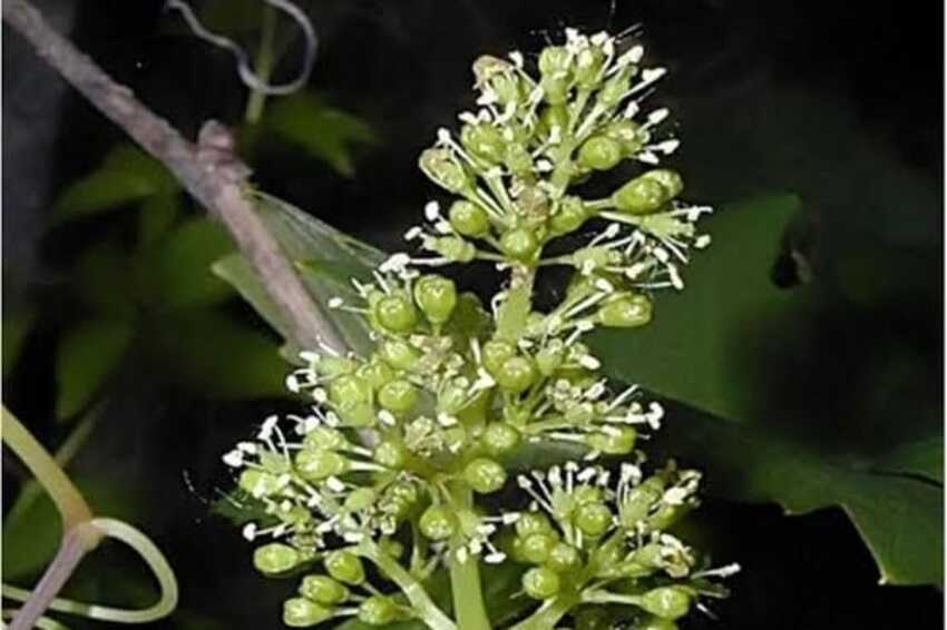 Vine - Fiori di Bach Italia