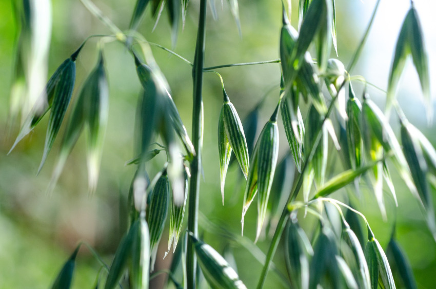 Wild Oat - Fiori di Bach Italia